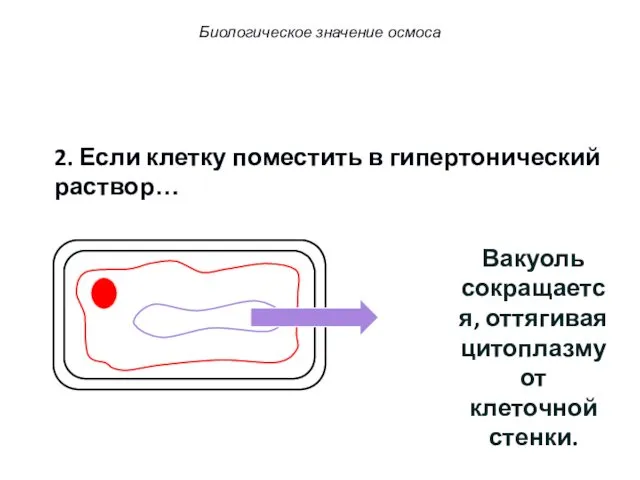 2. Если клетку поместить в гипертонический раствор… Вакуоль сокращается, оттягивая