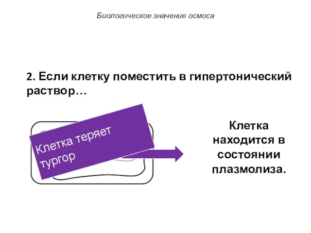 2. Если клетку поместить в гипертонический раствор… Клетка находится в