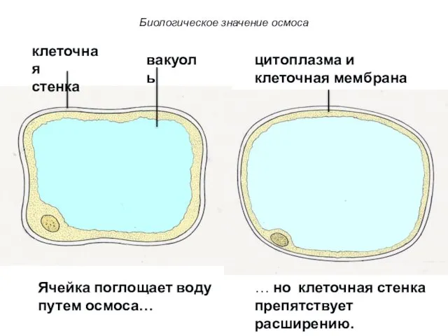 клеточная стенка цитоплазма и клеточная мембрана вакуоль Ячейка поглощает воду