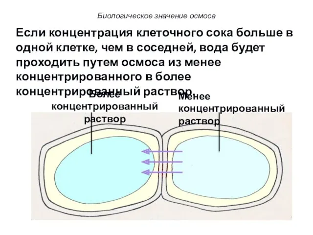 Если концентрация клеточного сока больше в одной клетке, чем в