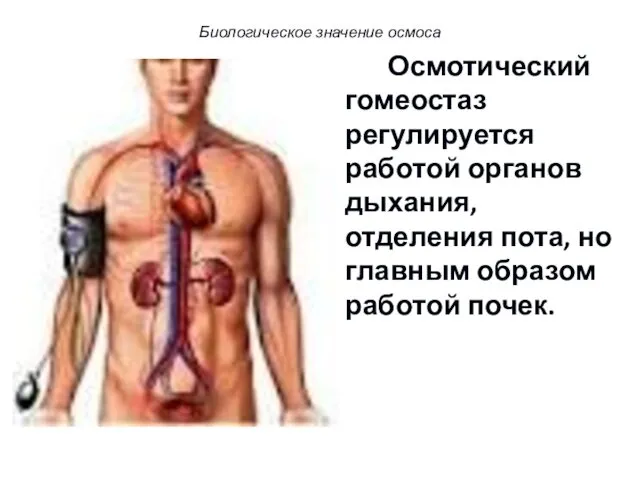 Осмотический гомеостаз регулируется работой органов дыхания, отделения пота, но главным образом работой почек. Биологическое значение осмоса