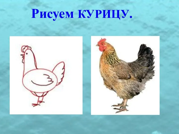 Рисуем КУРИЦУ.