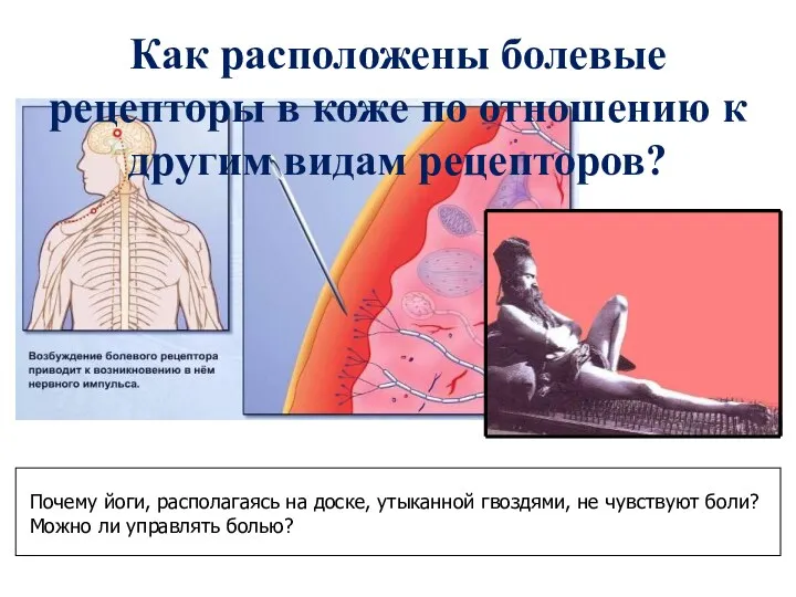 Как расположены болевые рецепторы в коже по отношению к другим