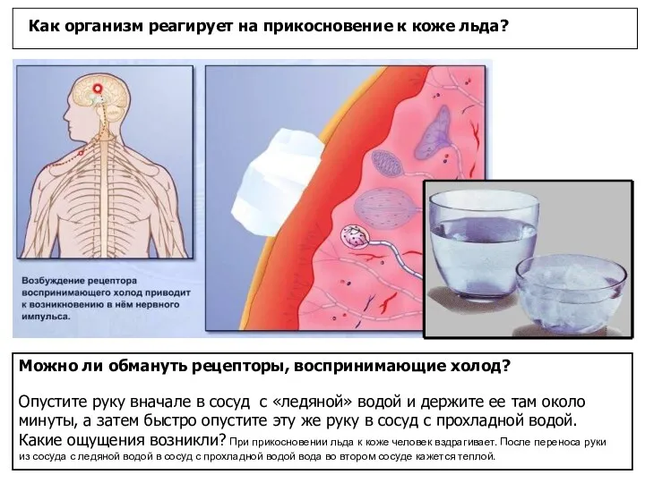 Как организм реагирует на прикосновение к коже льда? Можно ли