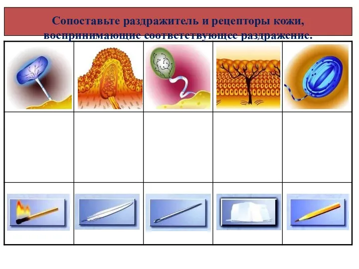 Сопоставьте раздражитель и рецепторы кожи, воспринимающие соответствующее раздражение.