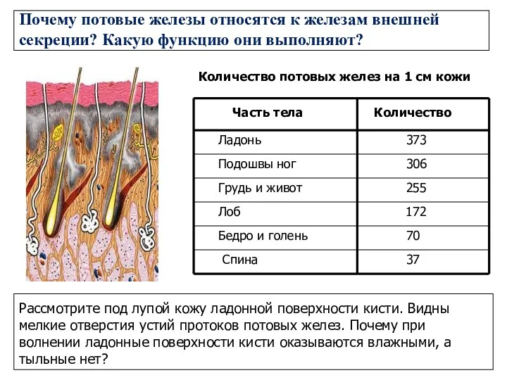 Почему потовые железы относятся к железам внешней секреции? Какую функцию