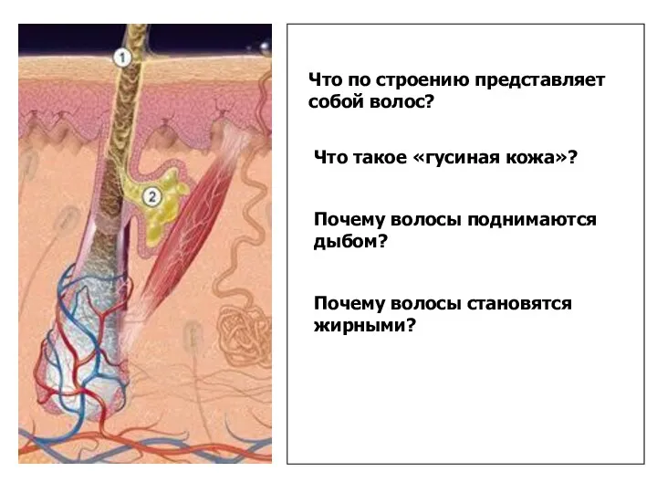 Что такое «гусиная кожа»? Почему волосы поднимаются дыбом? Почему волосы