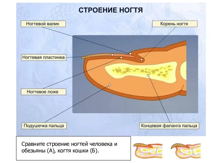 А Б Сравните строение ногтей человека и обезьяны (А), когтя кошки (Б).