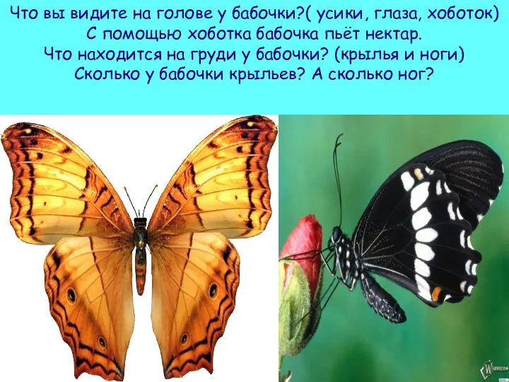 Что вы видите на голове у бабочки?( усики, глаза, хоботок) С помощью хоботка