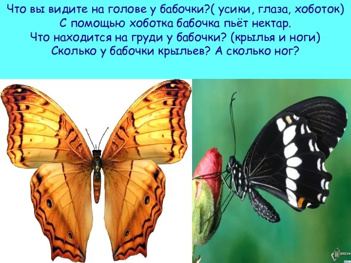 Что вы видите на голове у бабочки?( усики, глаза, хоботок)