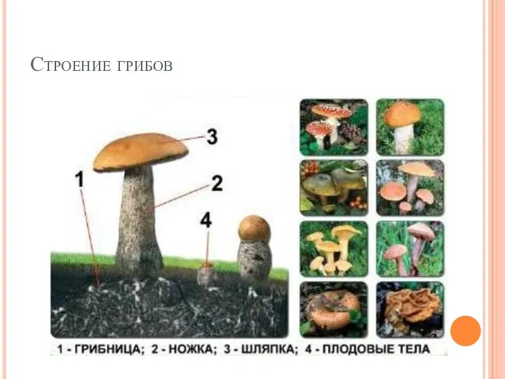 Строение грибов