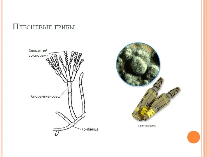 Плесневые грибы