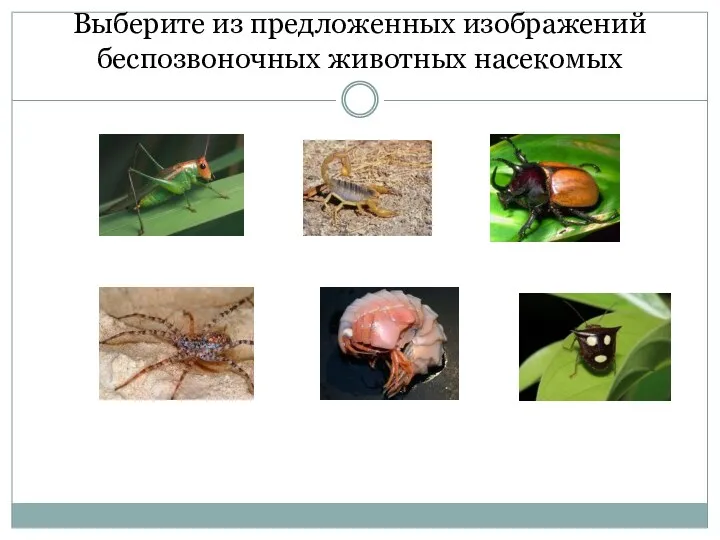 Выберите из предложенных изображений беспозвоночных животных насекомых