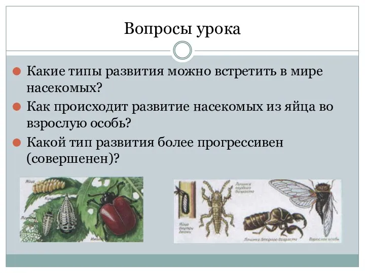 Вопросы урока Какие типы развития можно встретить в мире насекомых? Как происходит развитие