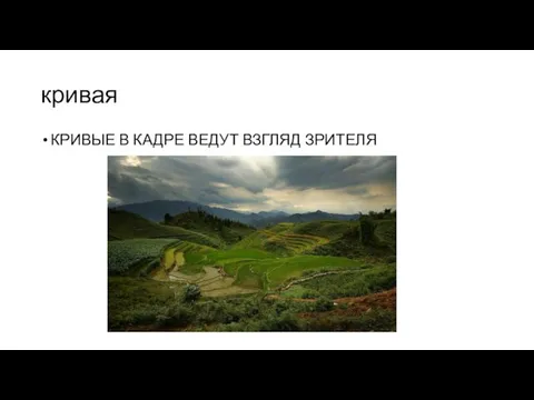 кривая КРИВЫЕ В КАДРЕ ВЕДУТ ВЗГЛЯД ЗРИТЕЛЯ