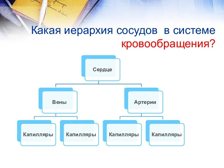 Какая иерархия сосудов в системе кровообращения?