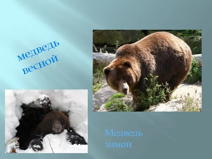 медведь весной Медведь зимой