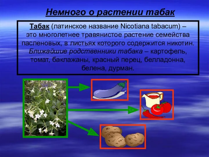 Табак (латинское название Nicotiana tabacum) – это многолетнее травянистое растение