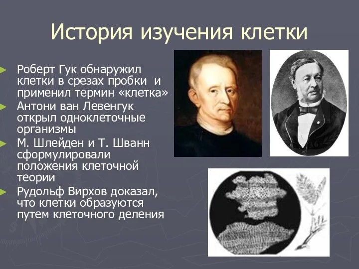 История изучения клетки Роберт Гук обнаружил клетки в срезах пробки