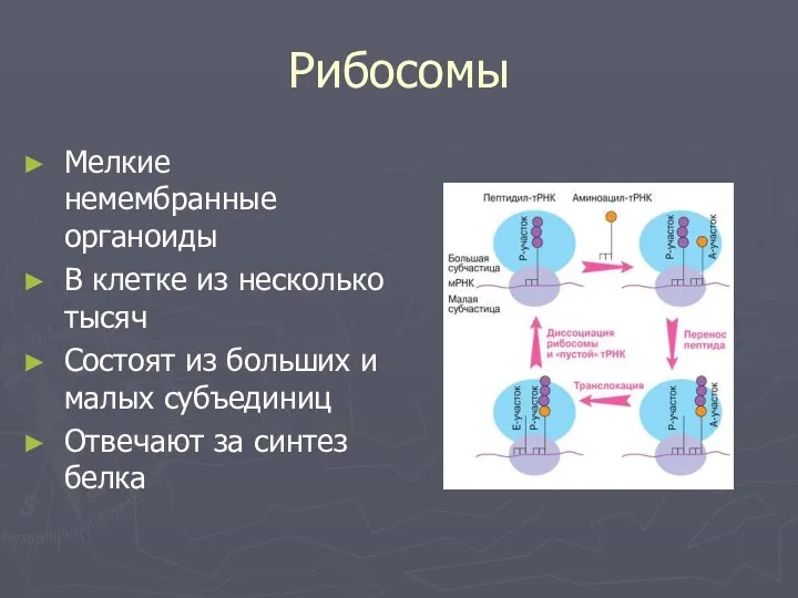 Рибосомы Мелкие немембранные органоиды В клетке из несколько тысяч Состоят