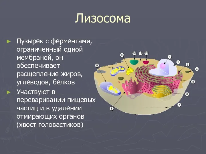 Лизосома Пузырек с ферментами, ограниченный одной мембраной, он обеспечивает расщепление