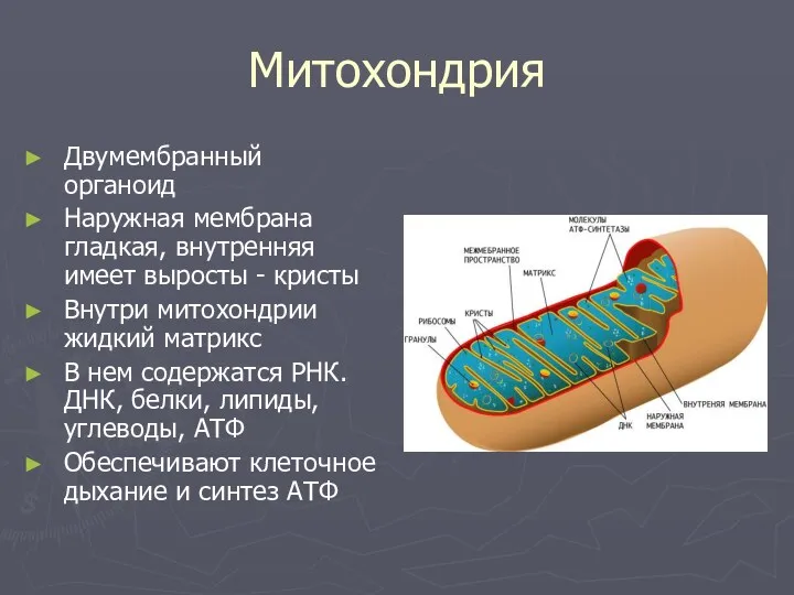 Митохондрия Двумембранный органоид Наружная мембрана гладкая, внутренняя имеет выросты -