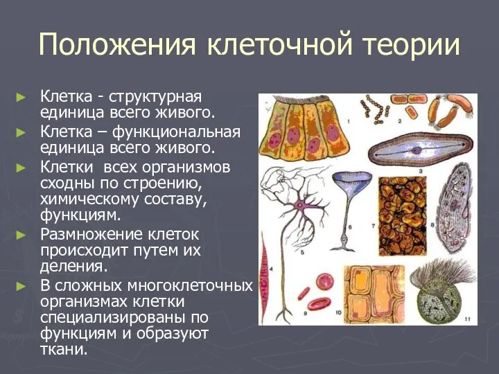 Положения клеточной теории Клетка - структурная единица всего живого. Клетка