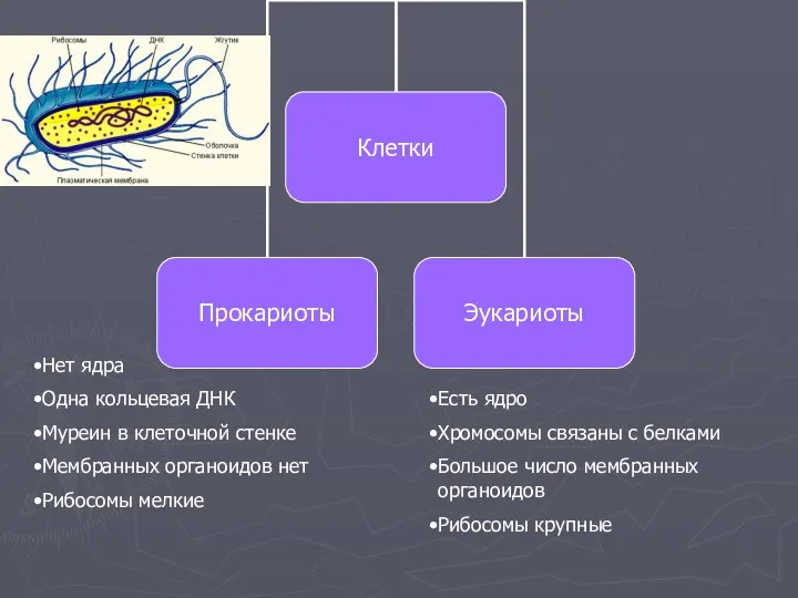 Нет ядра Одна кольцевая ДНК Муреин в клеточной стенке Мембранных