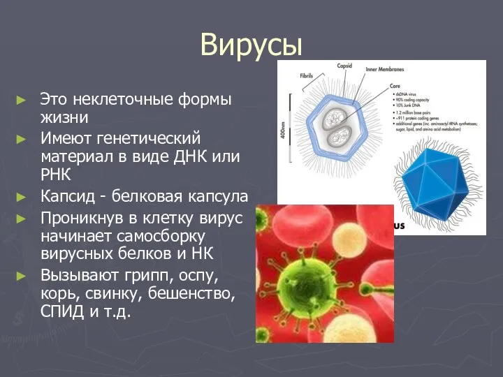 Вирусы Это неклеточные формы жизни Имеют генетический материал в виде