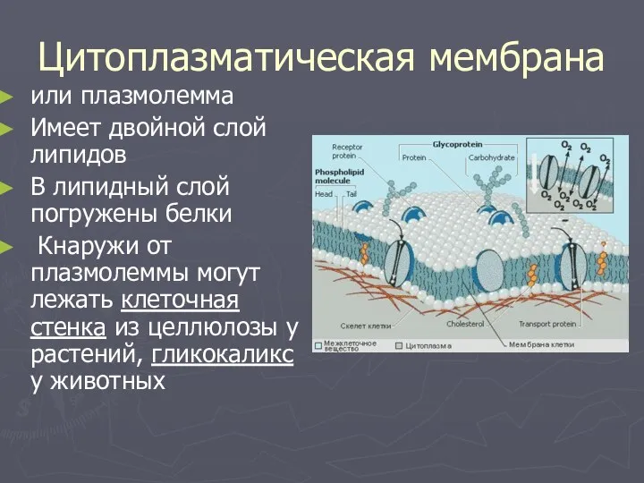 Цитоплазматическая мембрана или плазмолемма Имеет двойной слой липидов В липидный