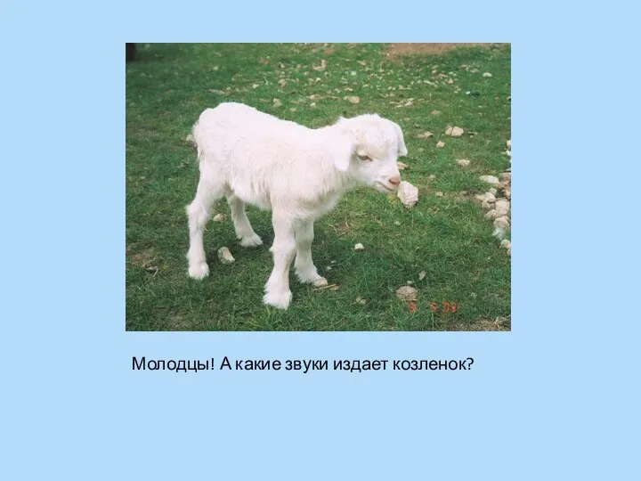 Молодцы! А какие звуки издает козленок?