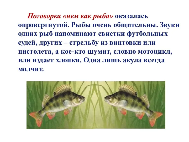 Поговорка «нем как рыба» оказалась опровергнутой. Рыбы очень общительны. Звуки