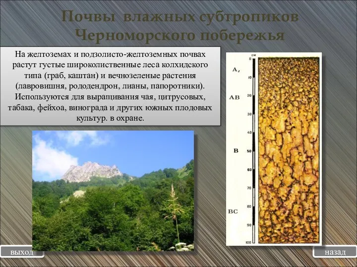 Почвы влажных субтропиков Черноморского побережья выход назад На желтоземах и подзолисто-желтоземных почвах растут