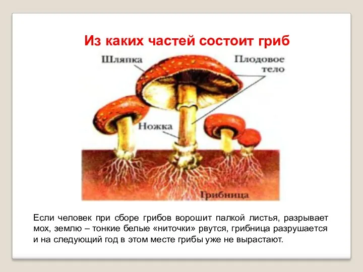 Из каких частей состоит гриб Если человек при сборе грибов ворошит палкой листья,