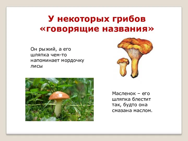 У некоторых грибов «говорящие названия» Он рыжий, а его шляпка чем-то напоминает мордочку