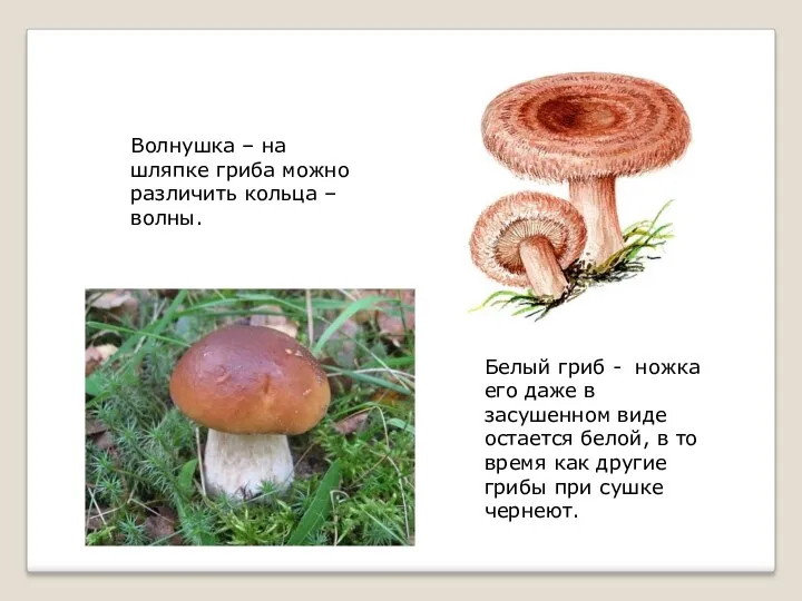 Волнушка – на шляпке гриба можно различить кольца – волны. Белый гриб -