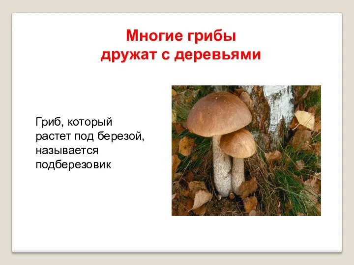 Многие грибы дружат с деревьями Гриб, который растет под березой, называется подберезовик