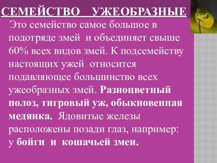 Это семейство самое большое в подотряде змей и объединяет свыше