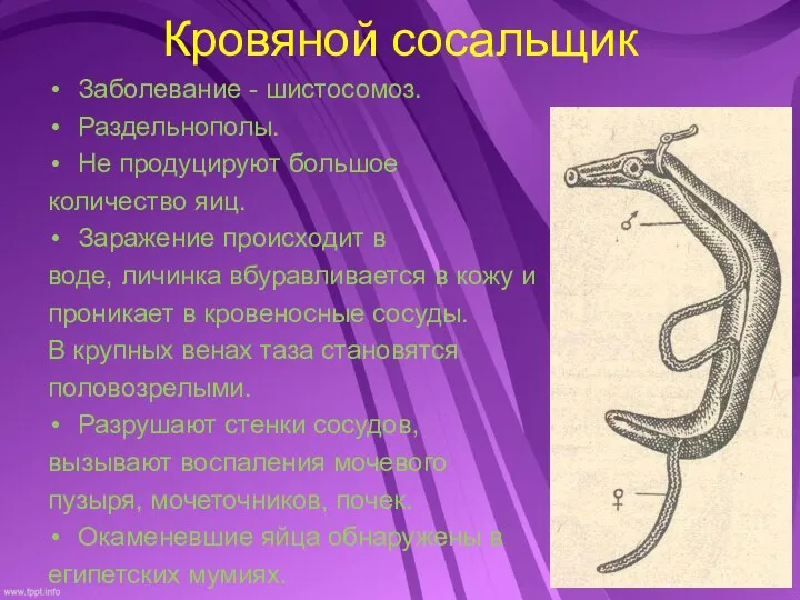 Кровяной сосальщик Заболевание - шистосомоз. Раздельнополы. Не продуцируют большое количество