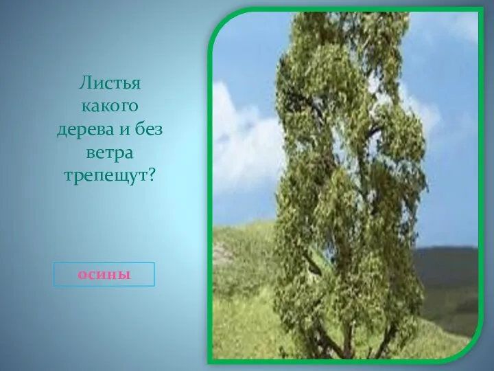 Листья какого дерева и без ветра трепещут? осины