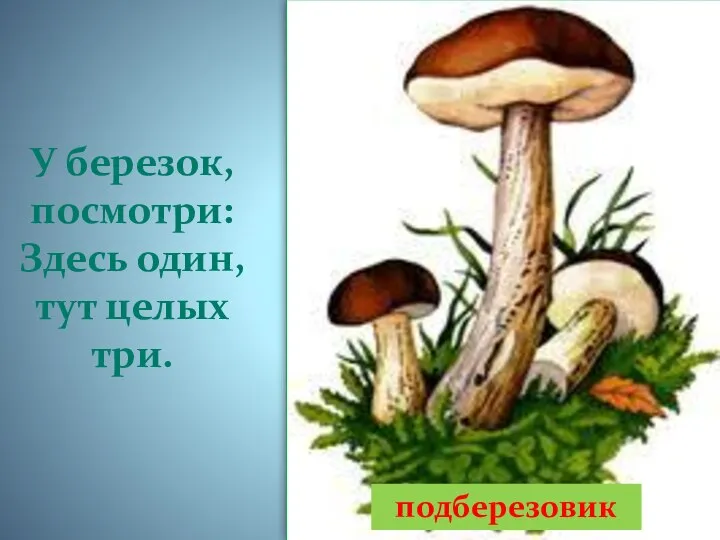 У березок, посмотри: Здесь один, тут целых три. подберезовик