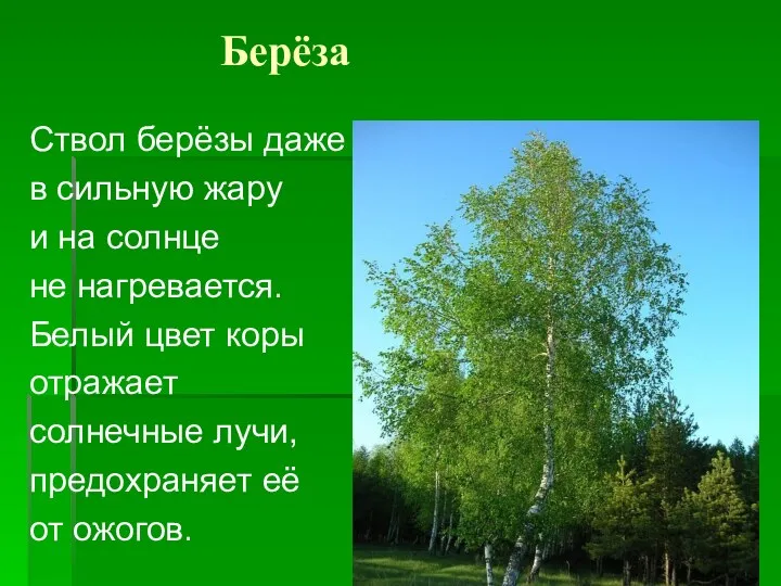 Берёза Ствол берёзы даже в сильную жару и на солнце