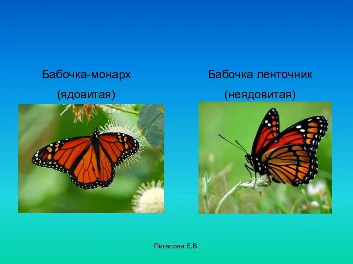 Пигалова Е.В. Бабочка-монарх (ядовитая) Бабочка ленточник (неядовитая)