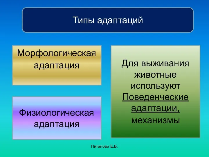 Пигалова Е.В. Типы адаптаций Морфологическая адаптация Физиологическая адаптация Для выживания животные используют Поведенческие адаптации, механизмы