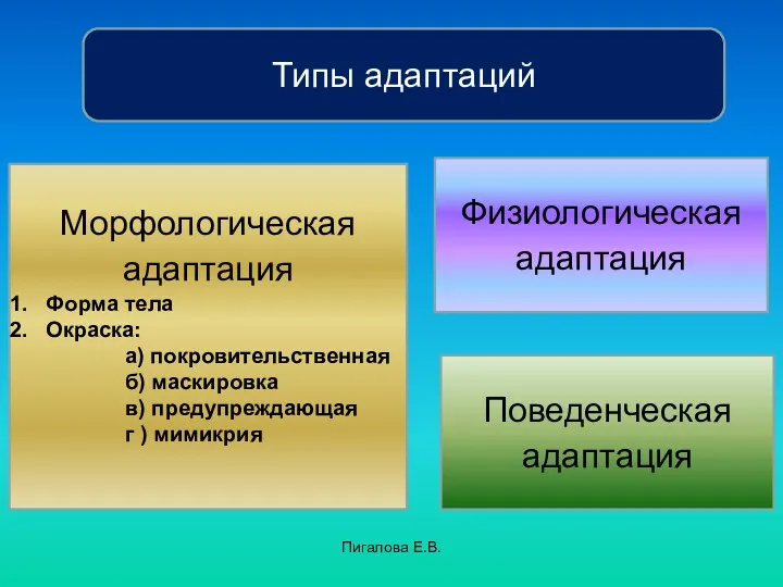 Пигалова Е.В. Типы адаптаций Морфологическая адаптация Форма тела Окраска: а)