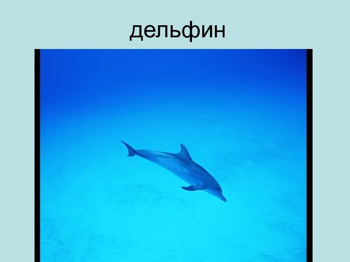 Пигалова Е.В. дельфин