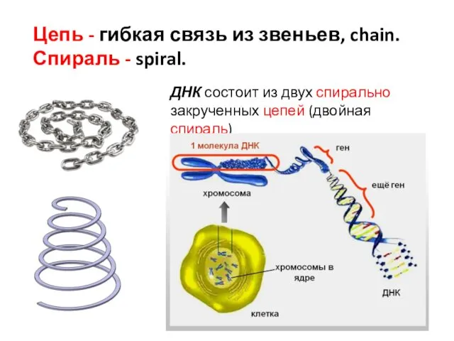 Цепь - гибкая связь из звеньев, chain. Спираль - spiral.