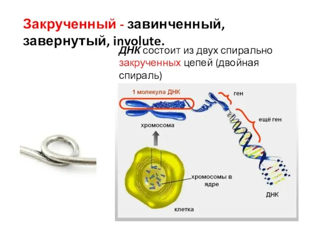 Закрученный - завинченный, завернутый, involute. ДНК состоит из двух спирально закрученных цепей (двойная спираль)