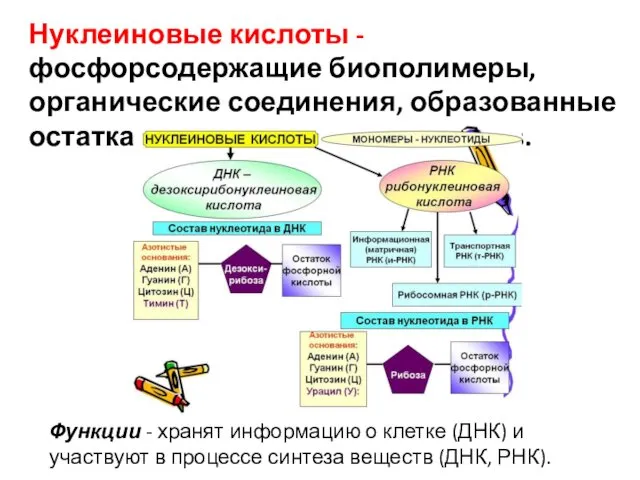 Нуклеиновые кислоты - фосфорсодержащие биополимеры, органические соединения, образованные остатками нуклеотидов,