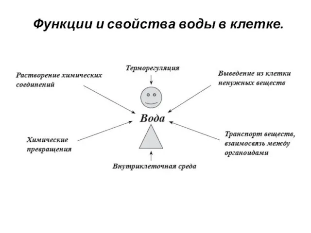 Функции и свойства воды в клетке.